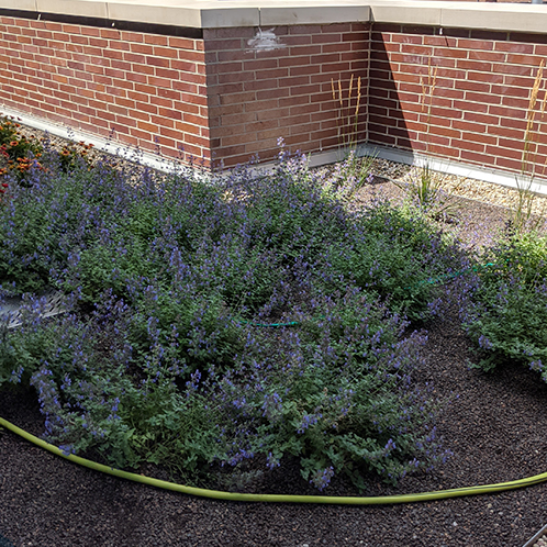 Chicago blue and green roof installation company 